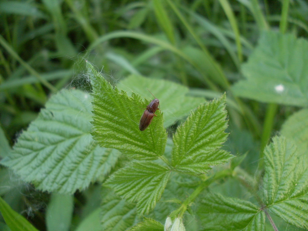 Elateridae, cfr Athous sp., e Pyrochroa serraticornis